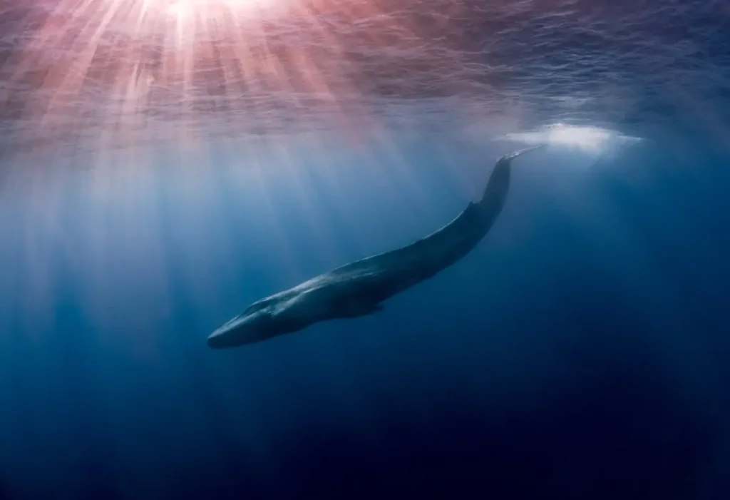 Whales have these altcoins on their radar!